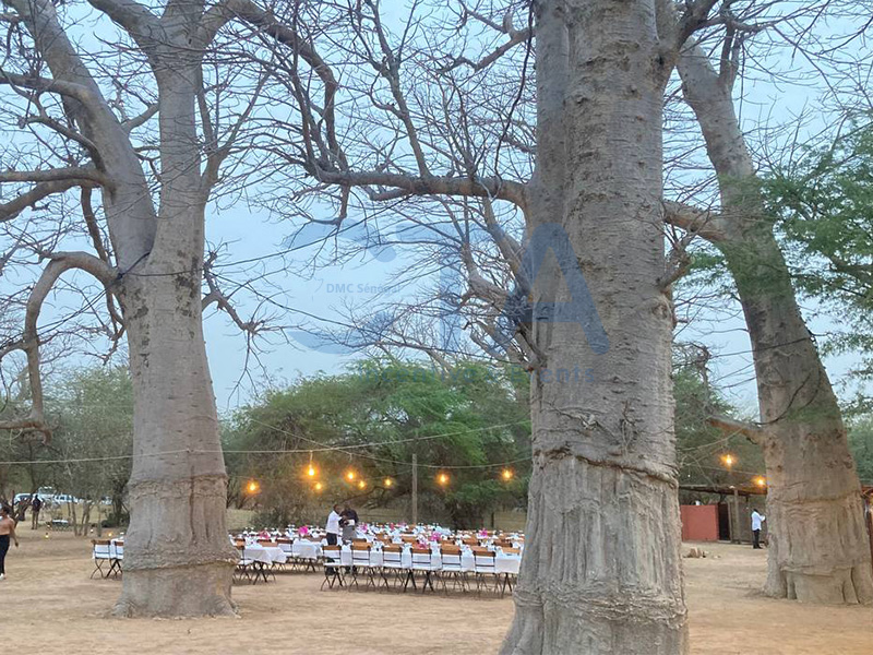 Out of Africa